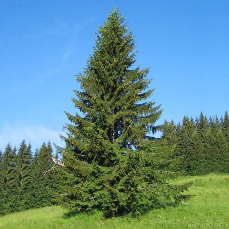 Ель обыкновенная Picea abies