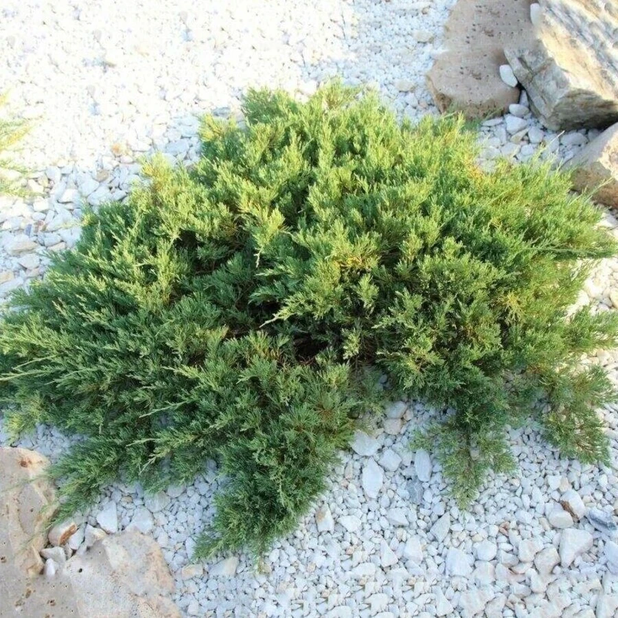 Можжевельник горизонтальный "Агнешка" Juniperus horizontalis 'Agniaszka'