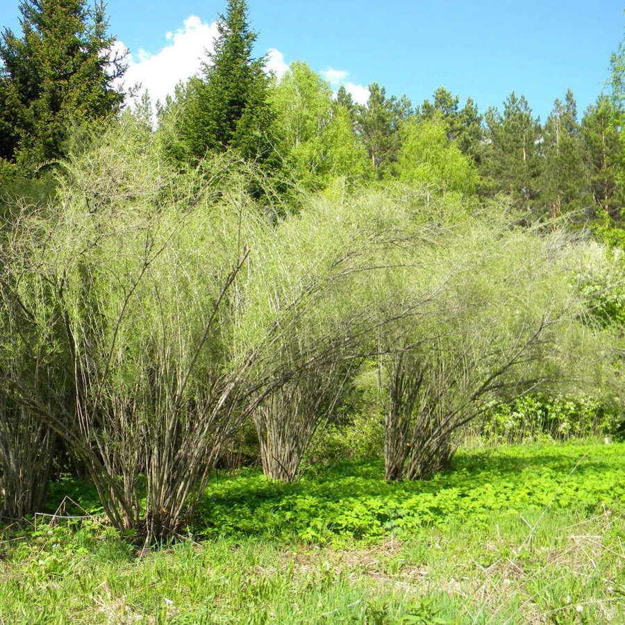 Ива Ледебура Salix ledebouriana
