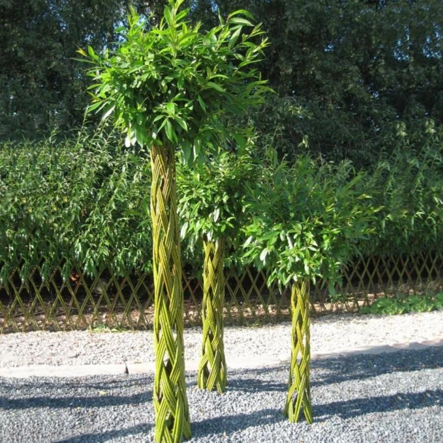 Ива плетеное дерево Salix viminalis