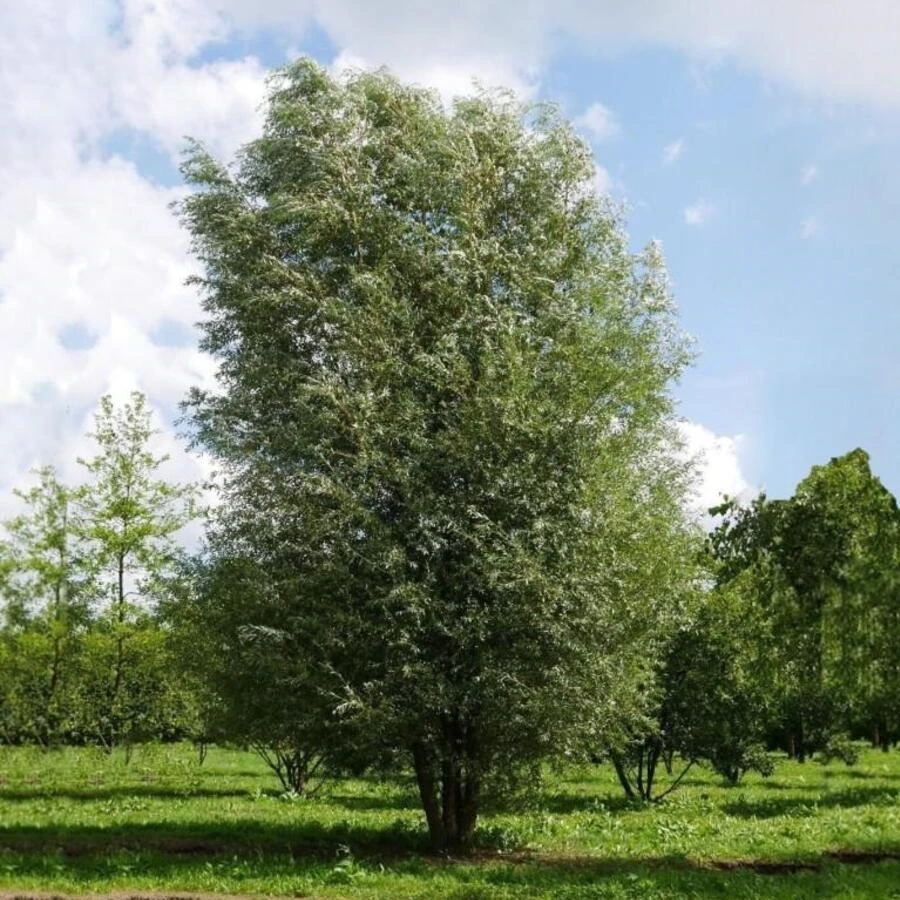 Ива белая "Чермезина" Salix alba 'Chermesina'
