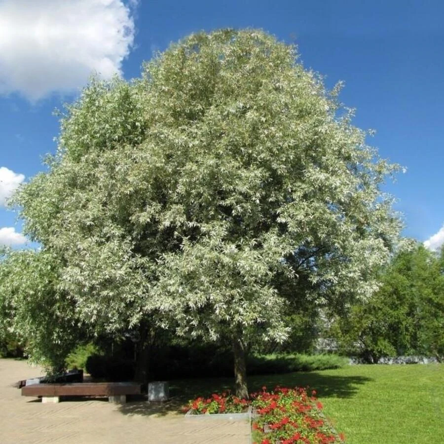 Ива "Белая серебристая" Salix alba var. argentea