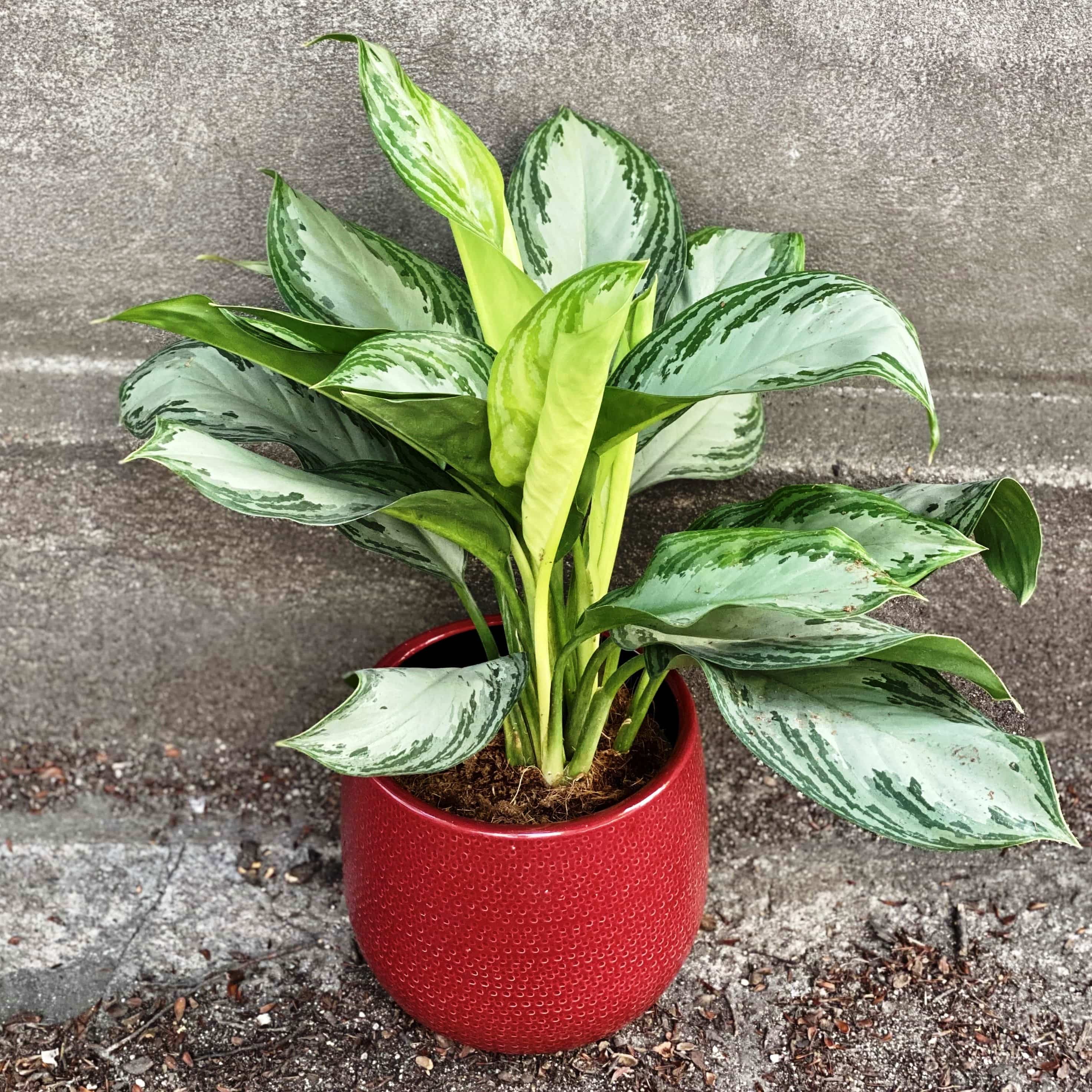Аглаонема Силвер Бей Aglaonema Silver Bay