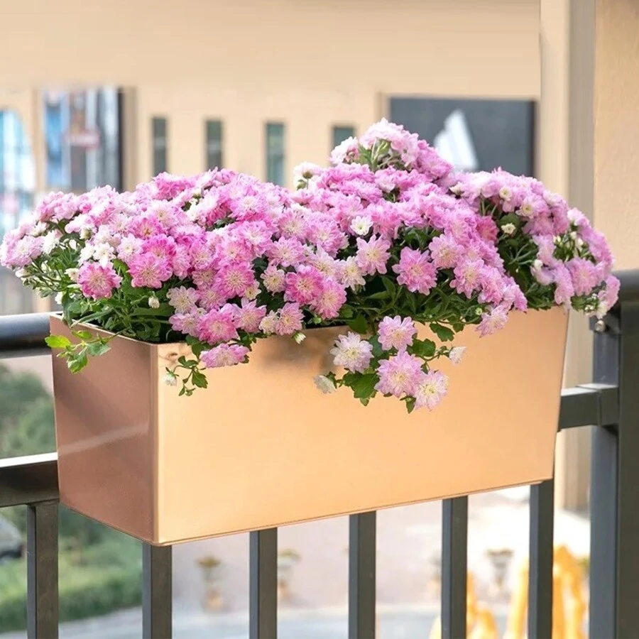 Хризантема для балкона Chrysanthemum