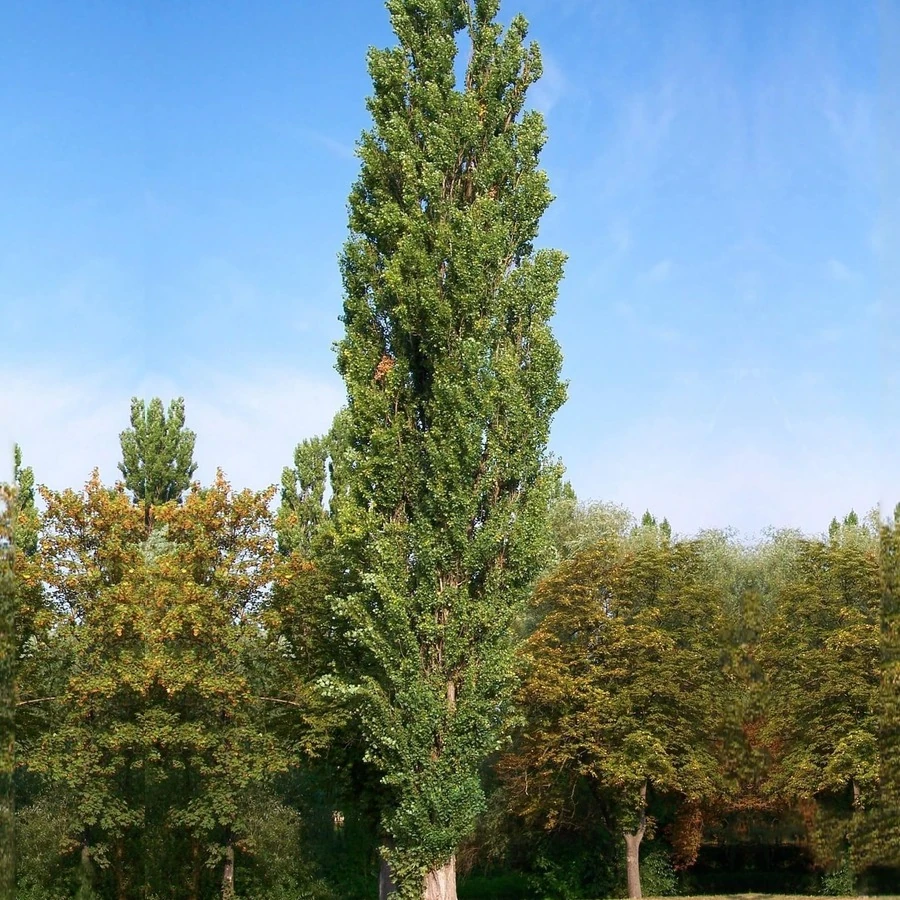 Тополь Китайский пирамидальный "Фастигиата" Populus simonii "Fastigiata"