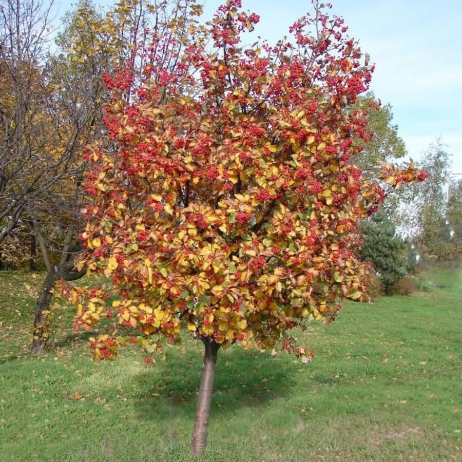 Рябина промежуточная Sorbus intermedia