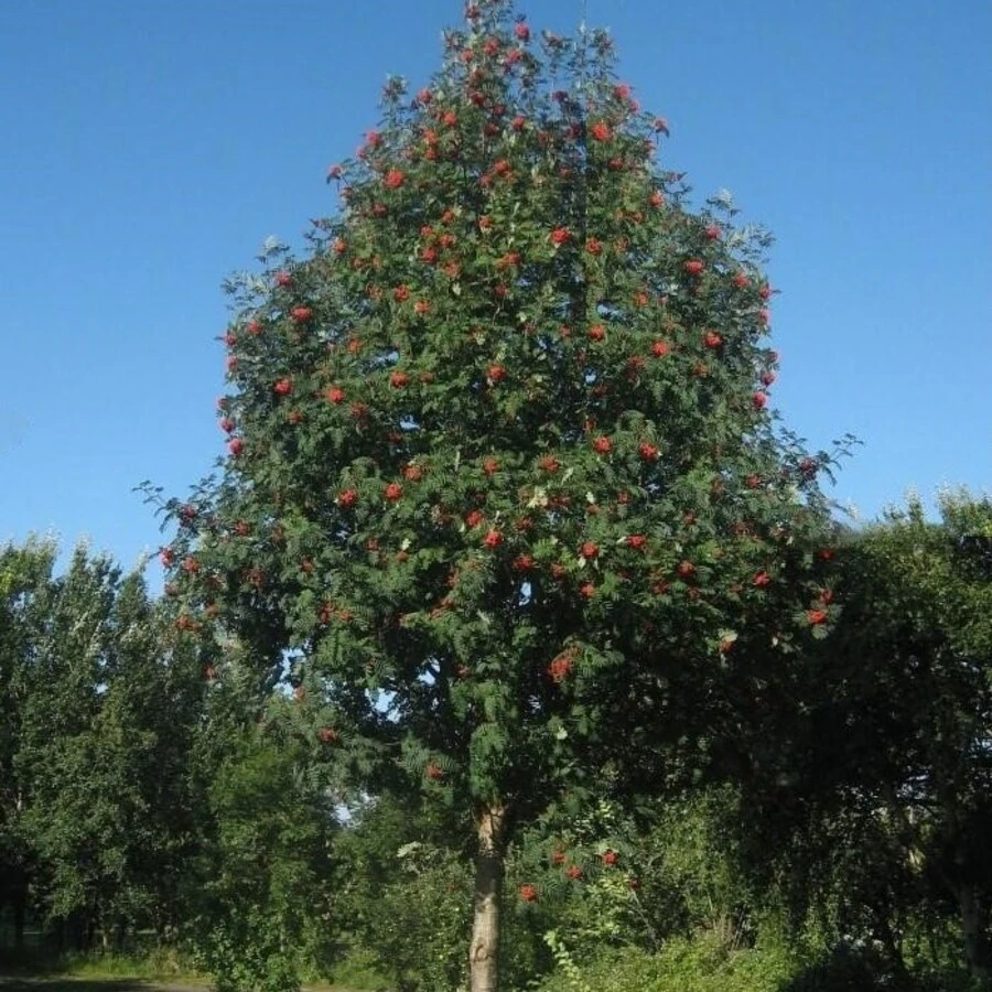 Рябина обыкновенная "Шиервотер Сидлинг" Sorbus aucuparia 'Sheerwater Seedling'