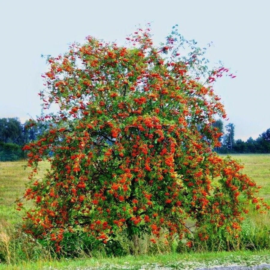 Рябина обыкновенная "Пендула" Sorbus aucuparia 'Pendula'