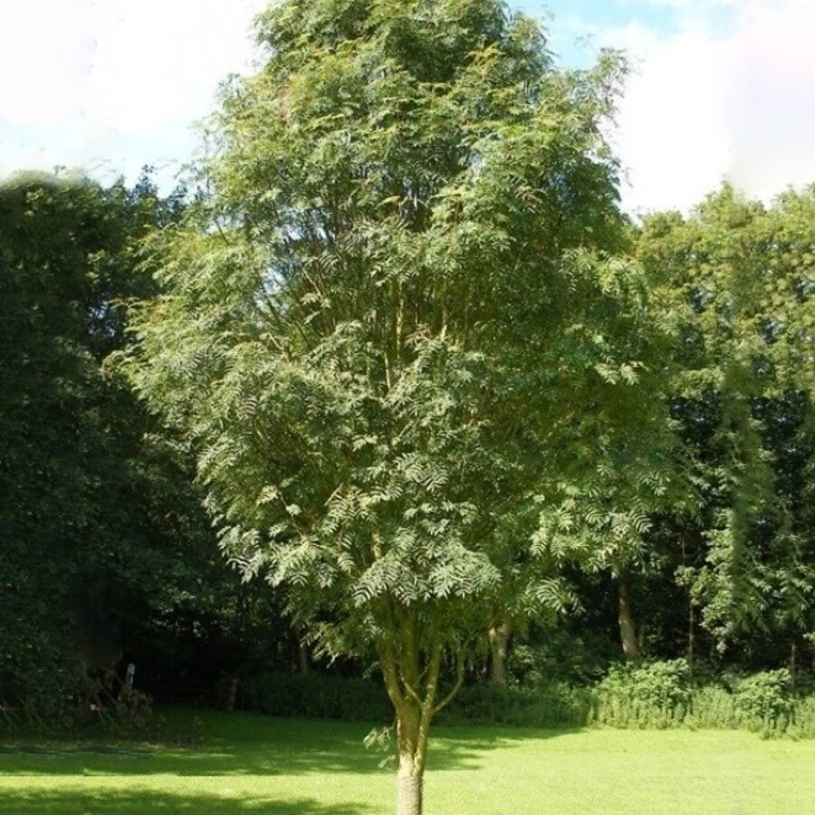 Рябина обыкновенная "Аспленифолия" Sorbus aucuparia 'Aspleniifolia'