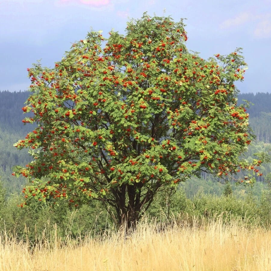 Рябина обыкновенная Sorbus aucuparia