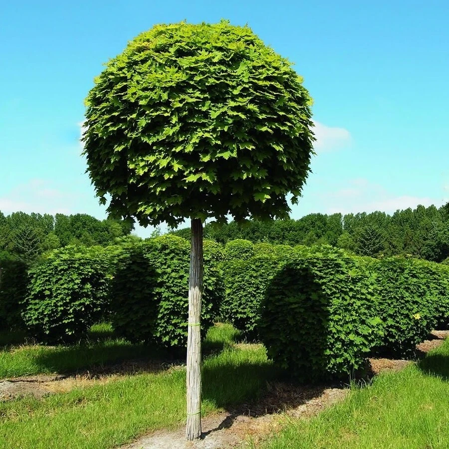 Клен остролистный "Глобозум" Acer platanoides 'Globosum'