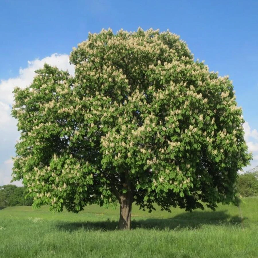 Каштан конский Aesculus hippocastanum