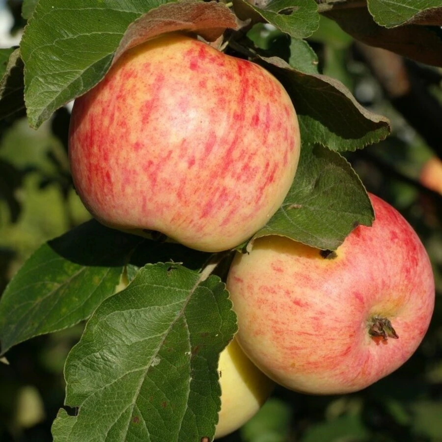Яблоня "Коричное полосатое" Malus domestica 'Korichnoe polosatoe' 