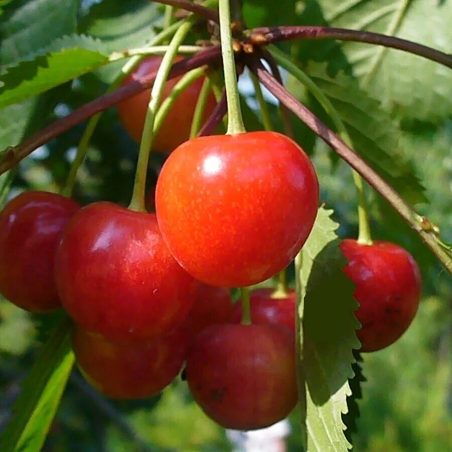 Черешня "Фатеж" Prunus avium 'Fatej'