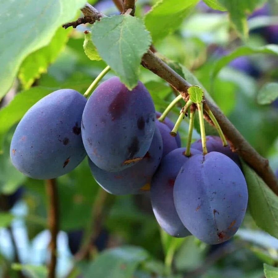 Слива "Синий дар" Prunus domestica 'Sinii dar'