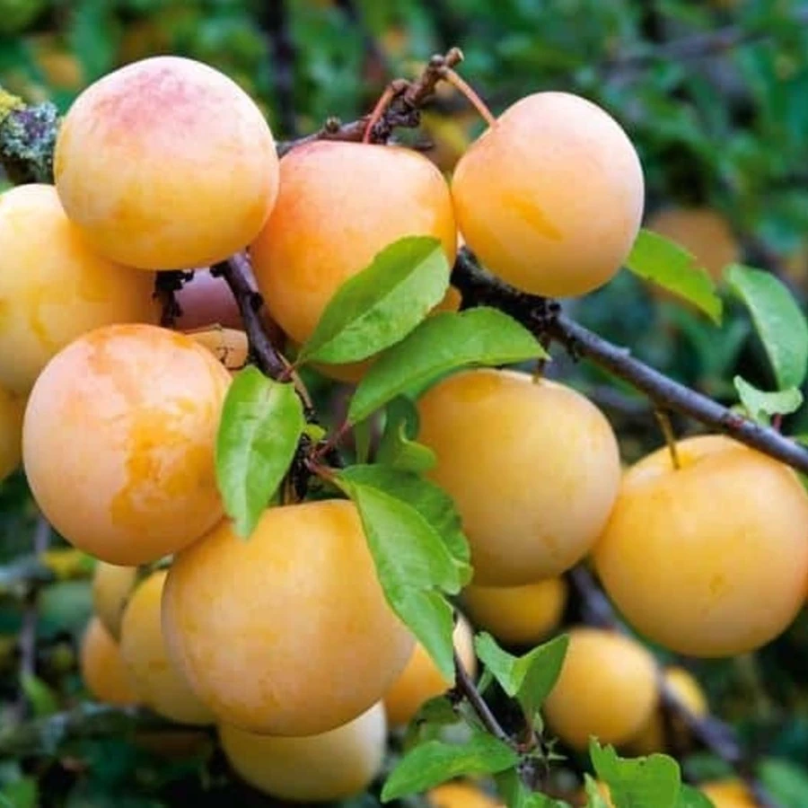 Слива "Желтая Самоплодная" Prunus domestica 'Zhyoltaya Samoplodnaya'.