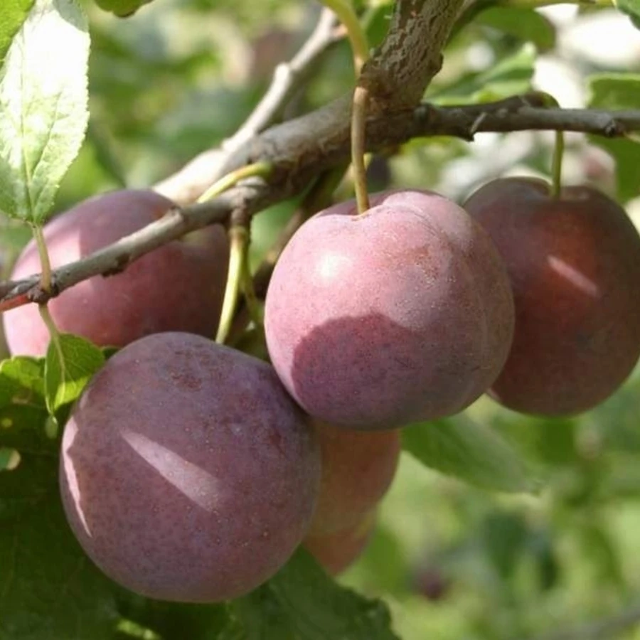 Слива "Евразия - 21" Prunus domestica 'Evraziia - 21'