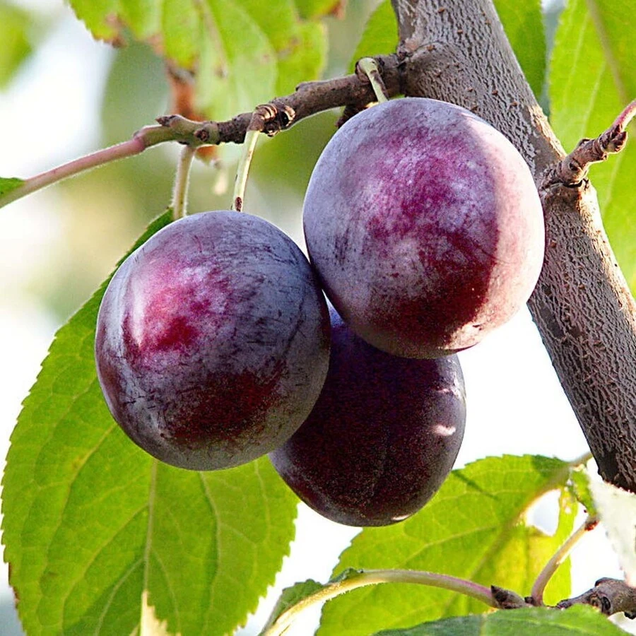Слива "Венгерка дубовская" Prunus domestica 'Vengerka dubrovskaya'