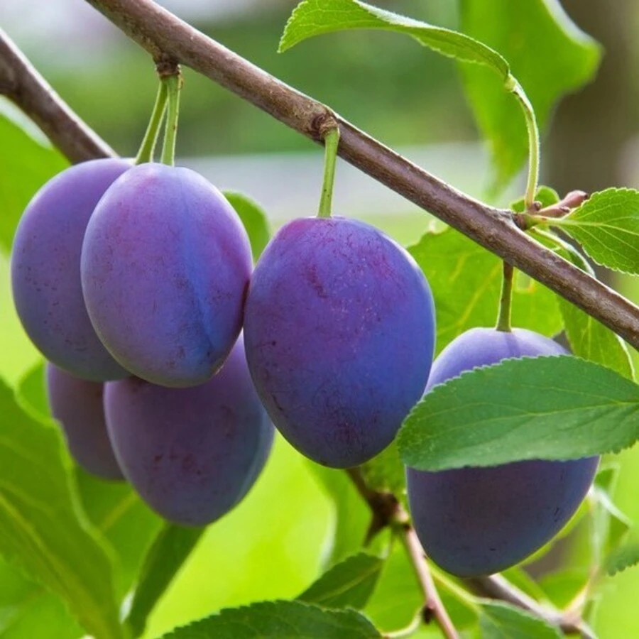 Слива "Богатырская" Prunus domestica 'Bogatyrskaia'