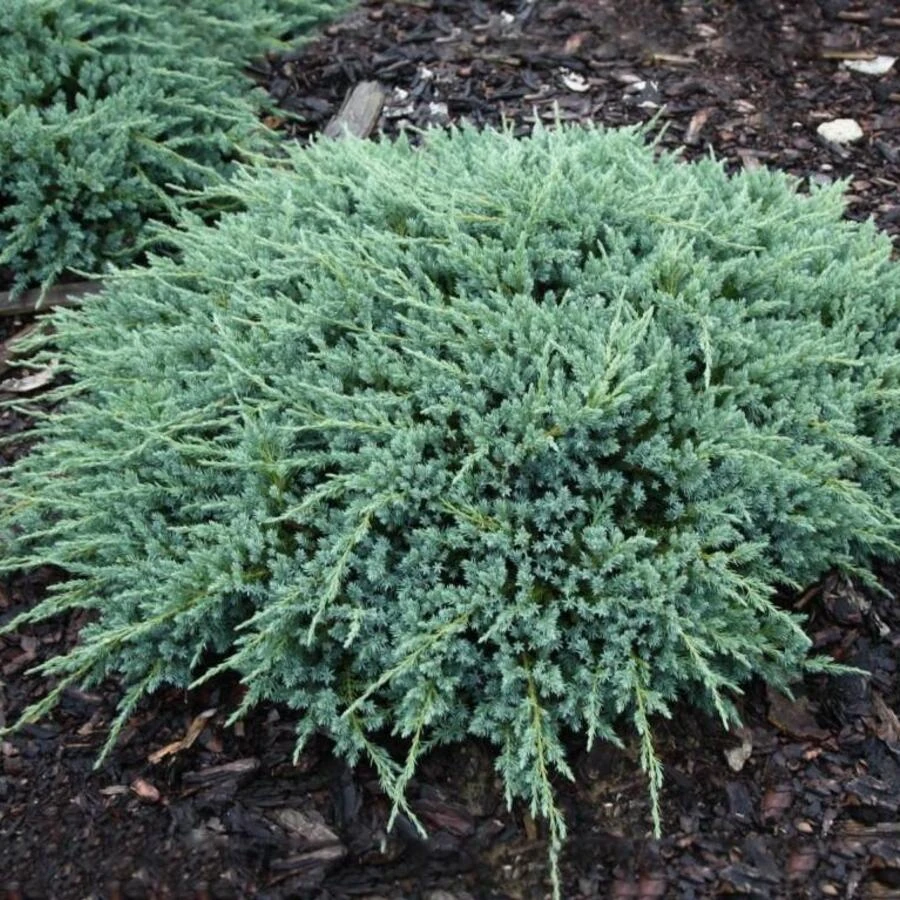 Можжевельник чешуйчатый "Блю Карпет" Juniperus squamata 'Blue Carpet'