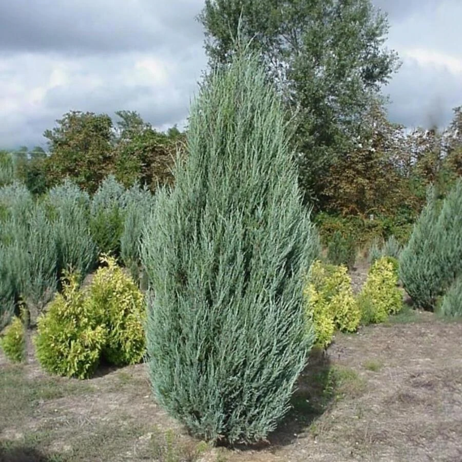 Можжевельник скальный "Скайрокет" Juniperus scopulorum 'Skyrocket'