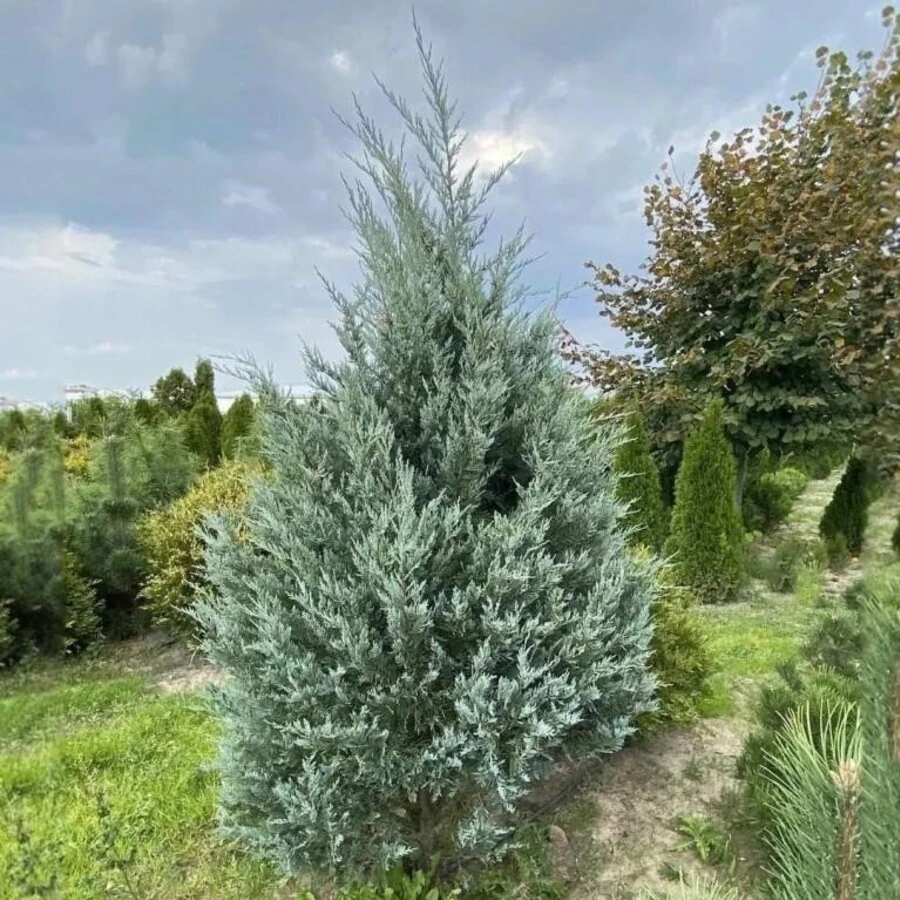 Можжевельник скальный "Мунглоу" Juniperus scopulorum "Moonglow"