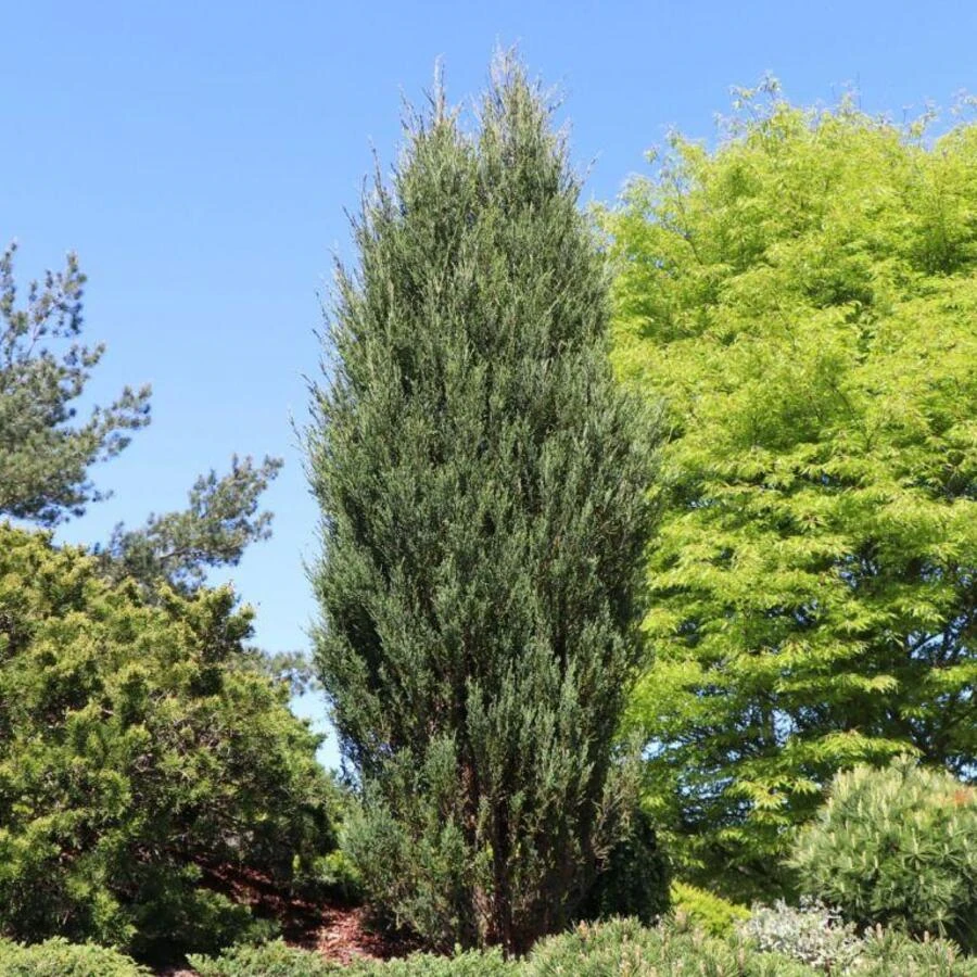 Можжевельник скальный "Блю Эрроу" Juniperus scopulorum 'Blue Arrow'