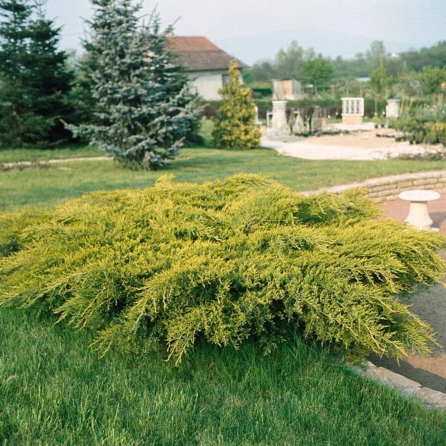 Можжевельник Пфитцера "Олд Голд" Juniperus x pfitzeriana 'Old Gold'