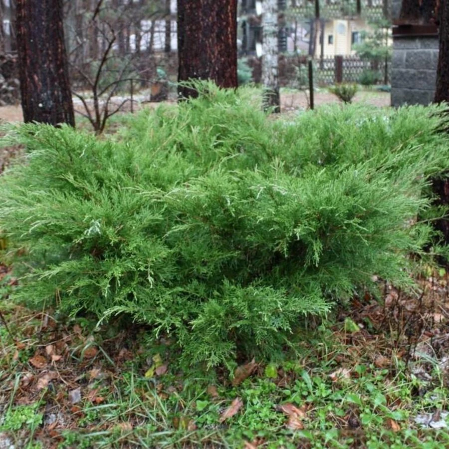 Можжевельник Пфитцера "Минт Джулип" Juniperus x pfitzeriana 'Mint Julep'