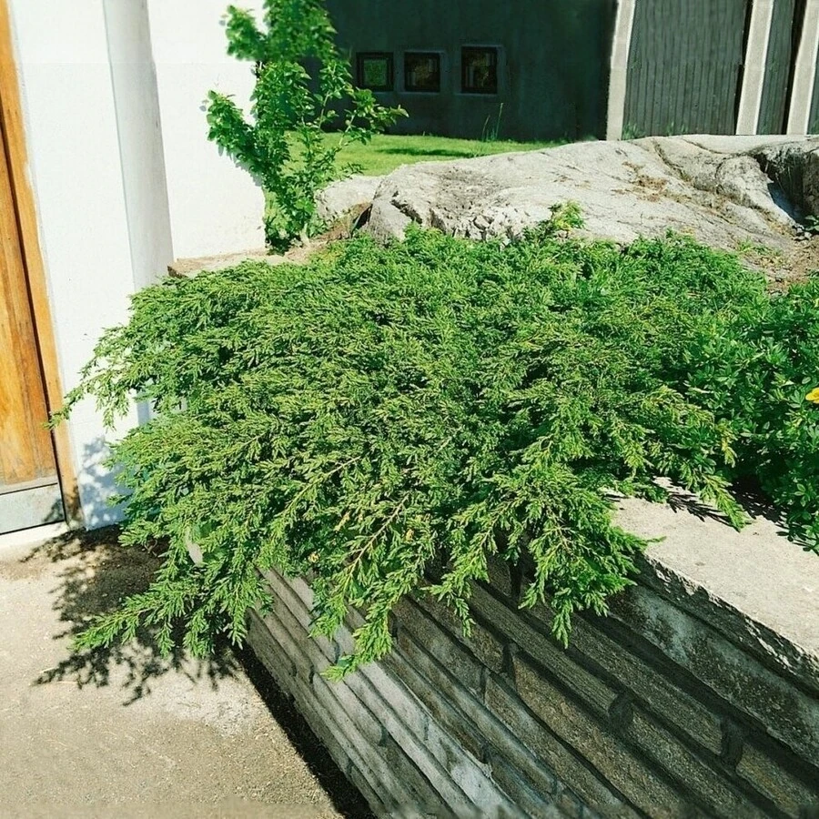Можжевельник обыкновенный "Репанда" Juniperus communis 'Repanda'