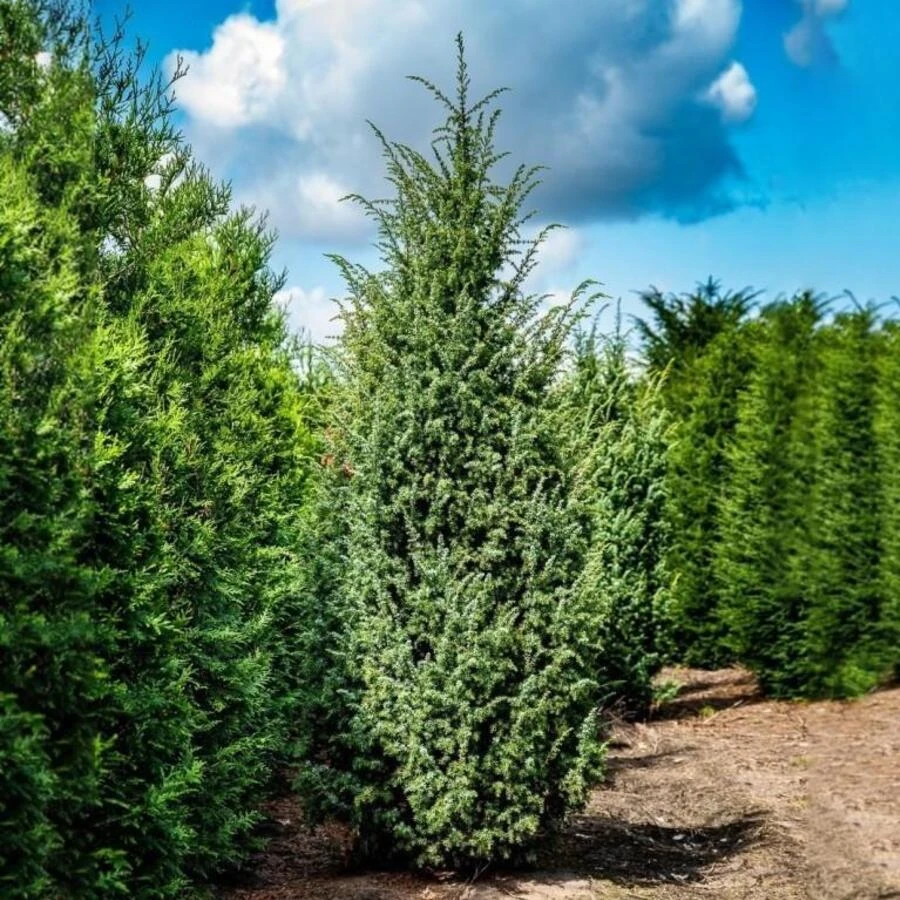 Можжевельник обыкновенный "Мейер" Juniperus communis 'Meyer'