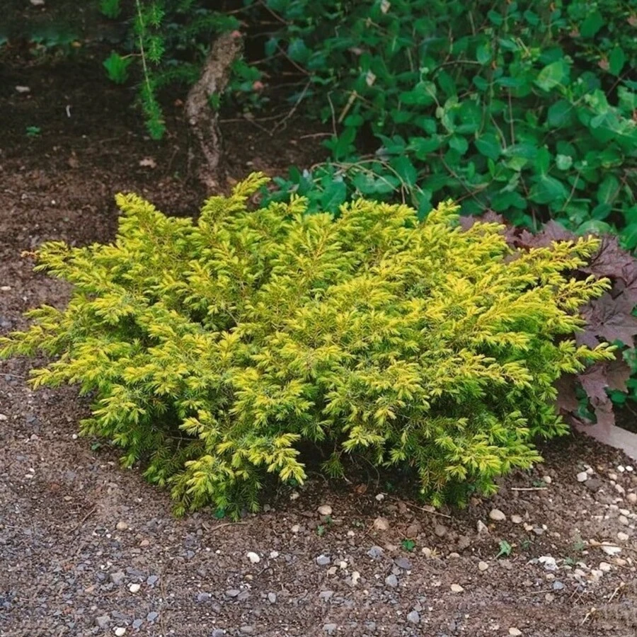 Можжевельник обыкновенный "Депресса Ауреа" Juniperus communis 'Depressa Aurea'