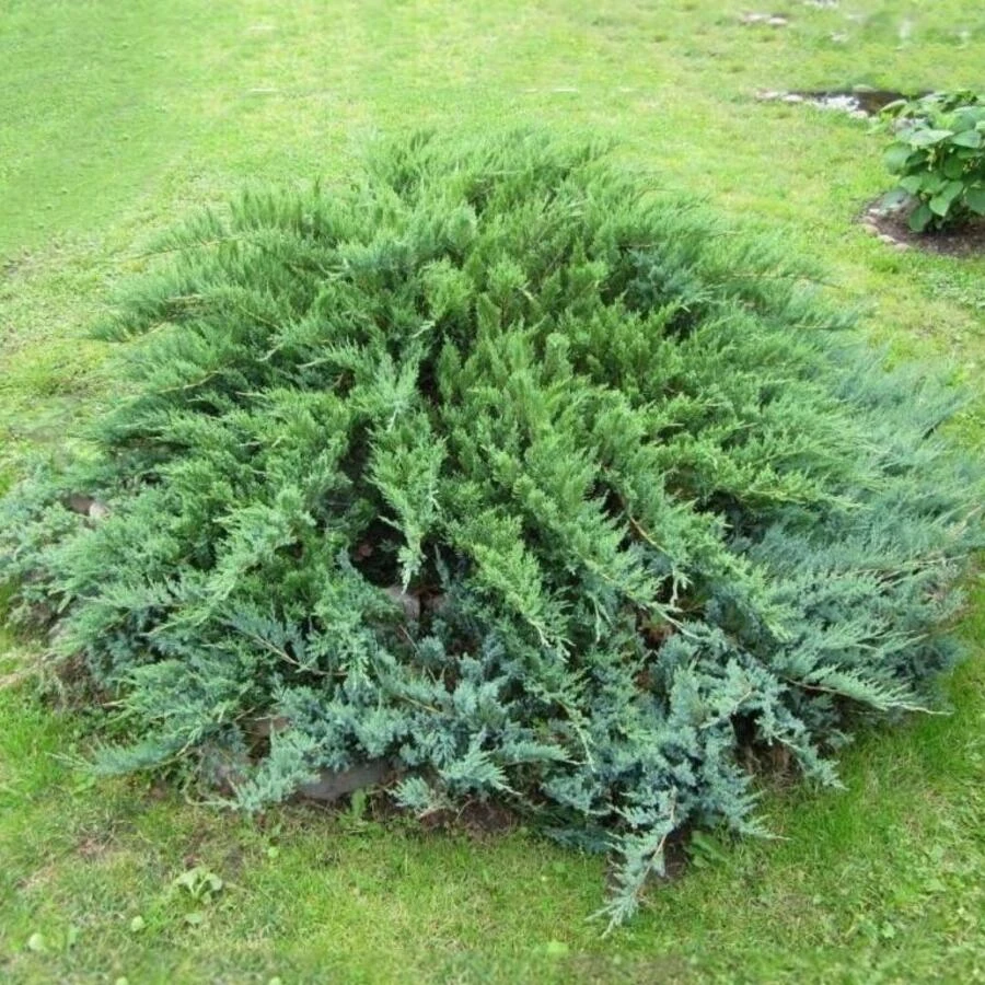 Можжевельник обыкновенный "Грин Карпет" Juniperus communis 'Green Carpet'