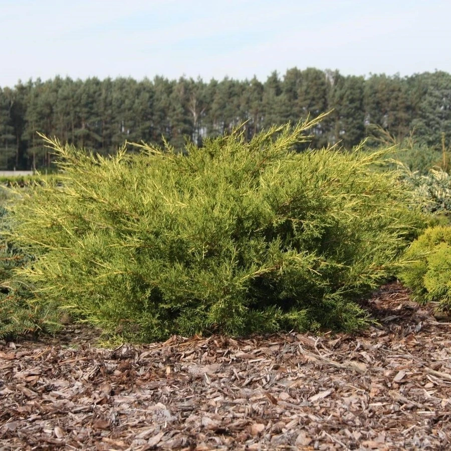 Можжевельник китайский "Куривао Голд" Juniperus chinensis 'Kuriwao Gold'