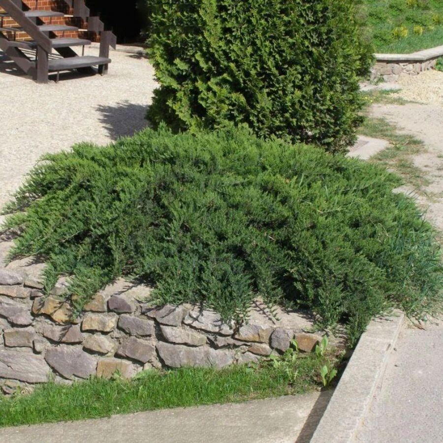 Можжевельник казацкий "Тамарисцифолия" Juniperus sabina 'Tamariscifolia'