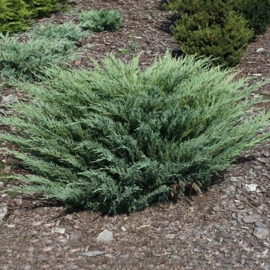 Можжевельник казацкий "Глаука" Juniperus sabina 'Glauca'