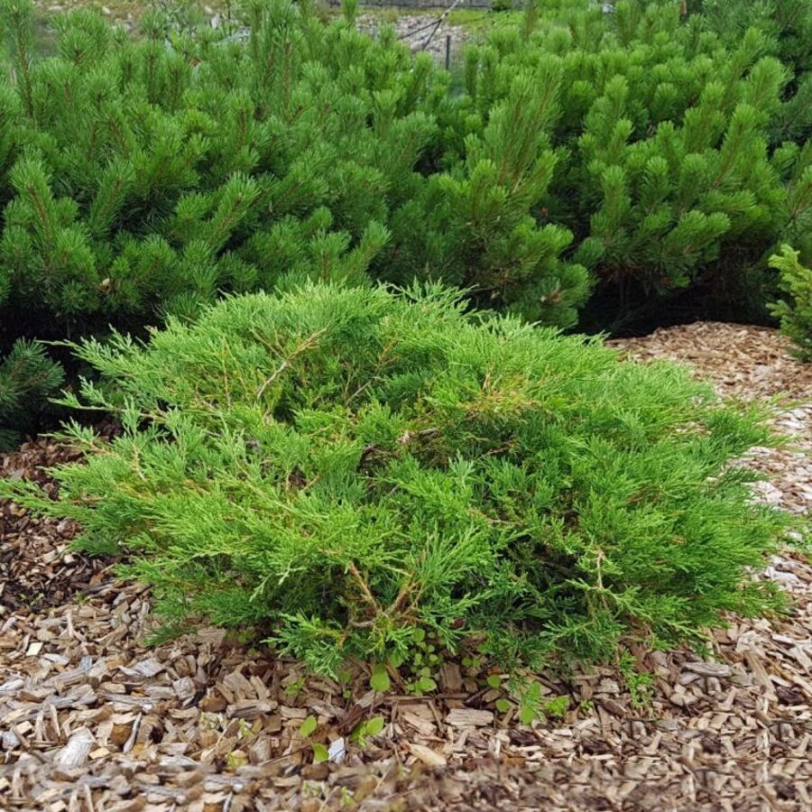 Можжевельник горизонтальный "Андорра Компакта" Juniperus horizontalis 'Andorra Compacta'