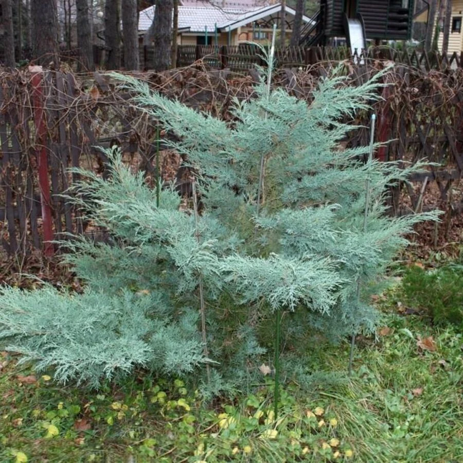 Можжевельник виргинский "Хетц" Juniperus virginiana 'Hetz'