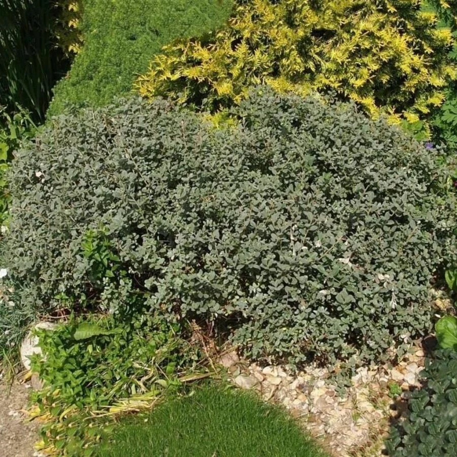 Ива ползучая "Грин Карпет" Salix repens 'Green Carpet'