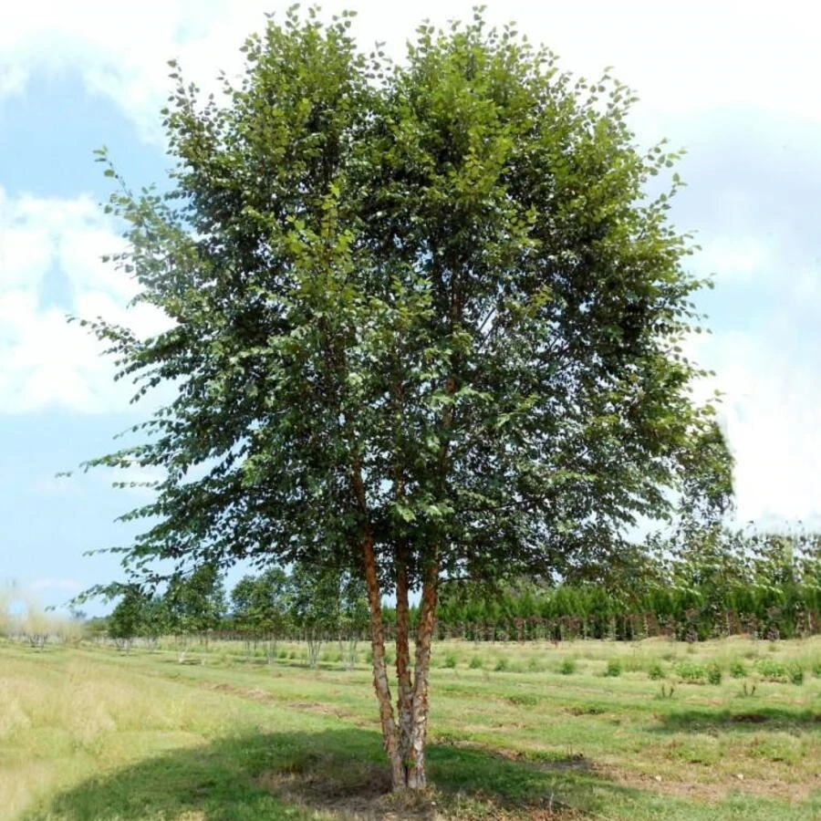 Береза черная Betula nigra