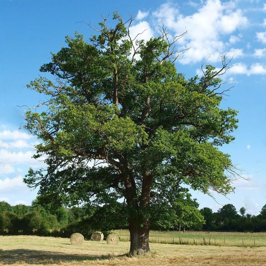 Дуб двухцветный Quercus bicolor