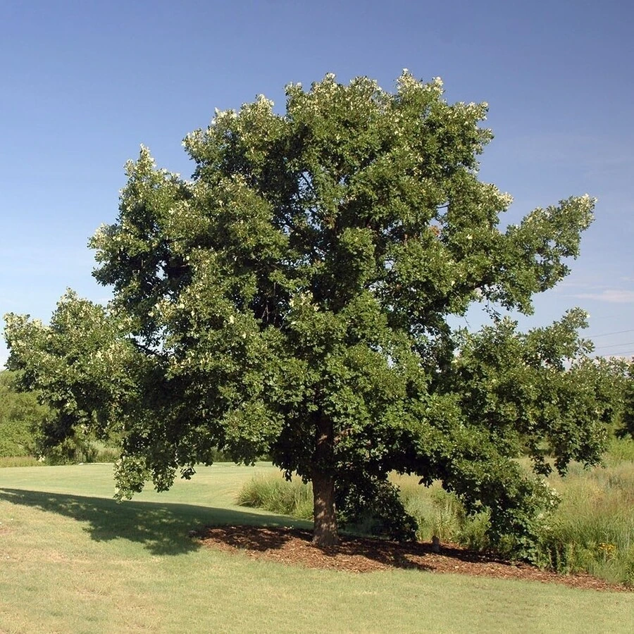 Дуб крупноплодный Quercus macrocarpa