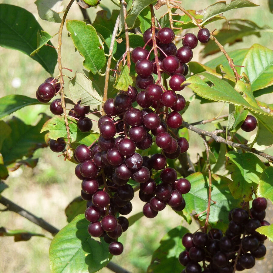 Черемуха "Гранатовая гроздь" Prunus hybr. "Granatovaya grozd"