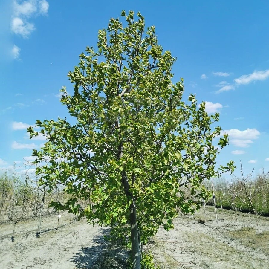 Черемуха "Неубиенная" Prunus virginiana "Neubiennaya"