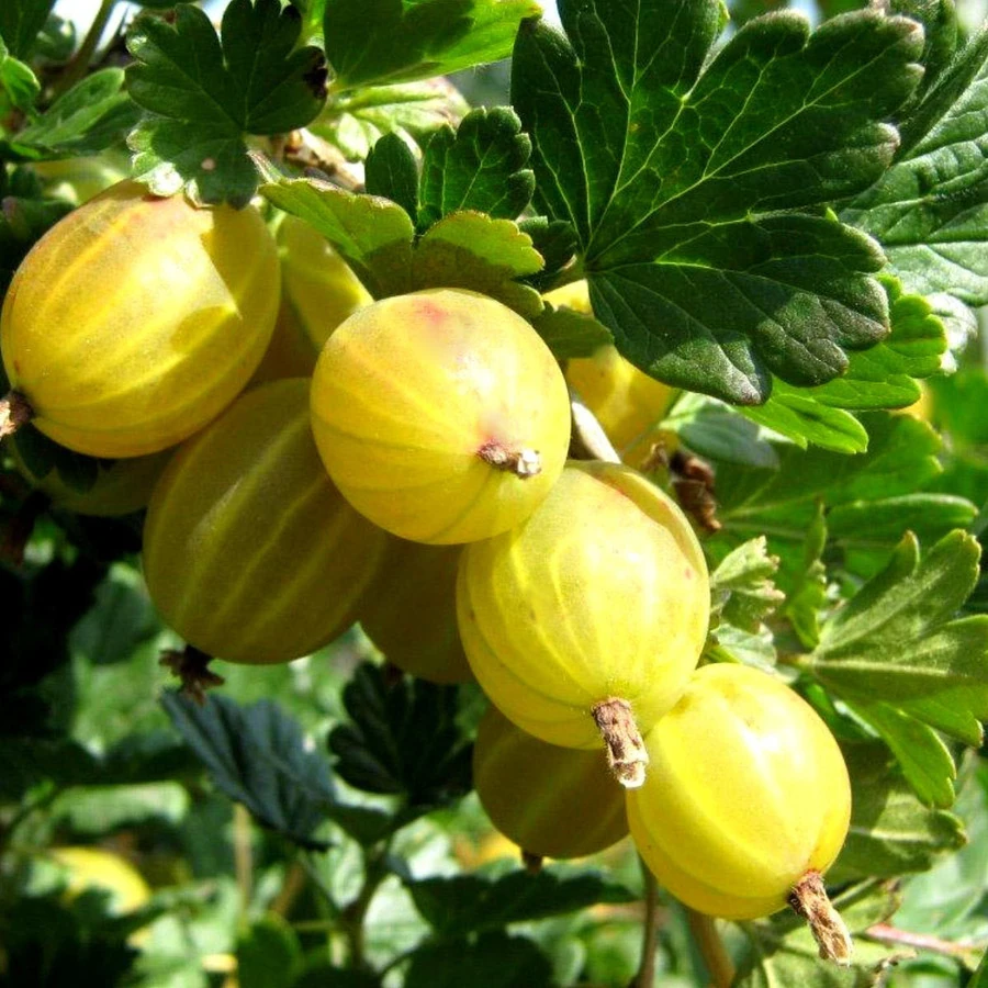Крыжовник "Алтайский номерной" Ribes uva-crispa