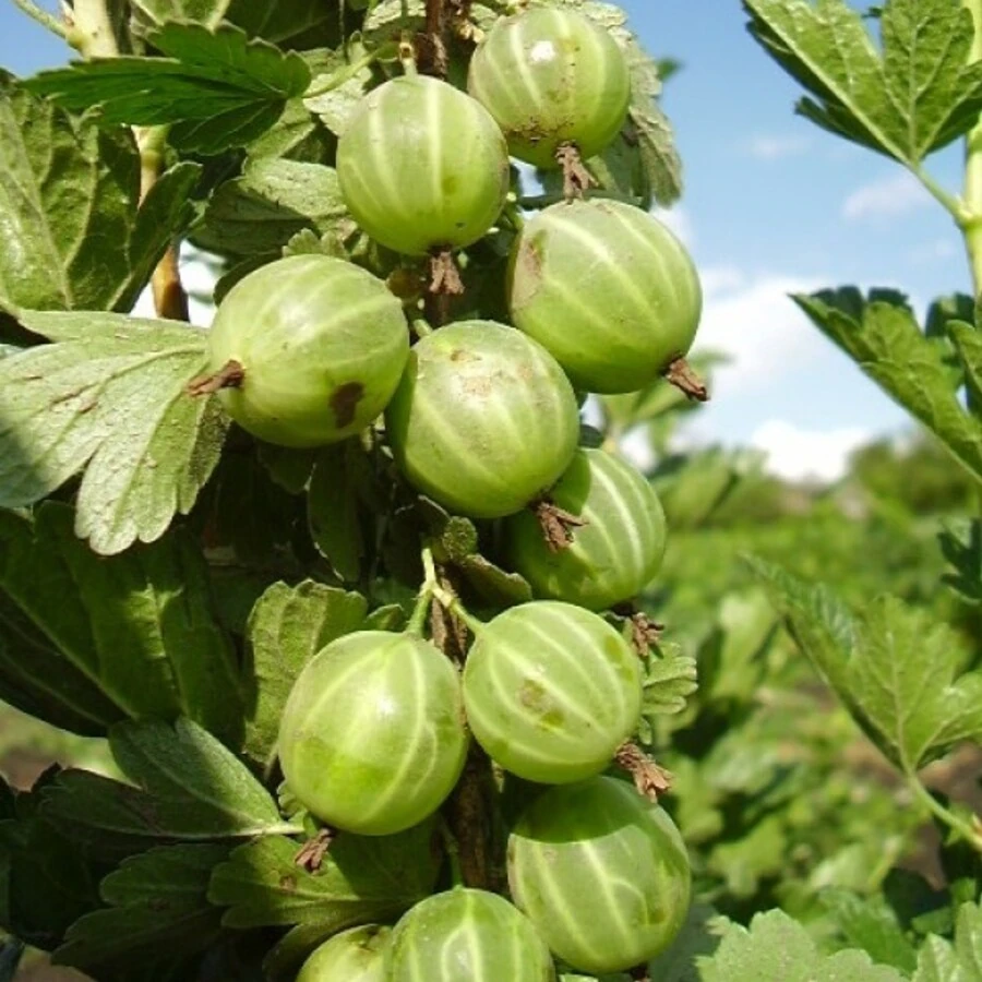 Крыжовник "Берилл" Ribes uva-crispa