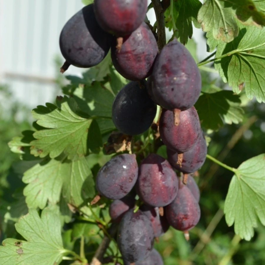 Крыжовник "Грушенька" Ribes uva-crispa