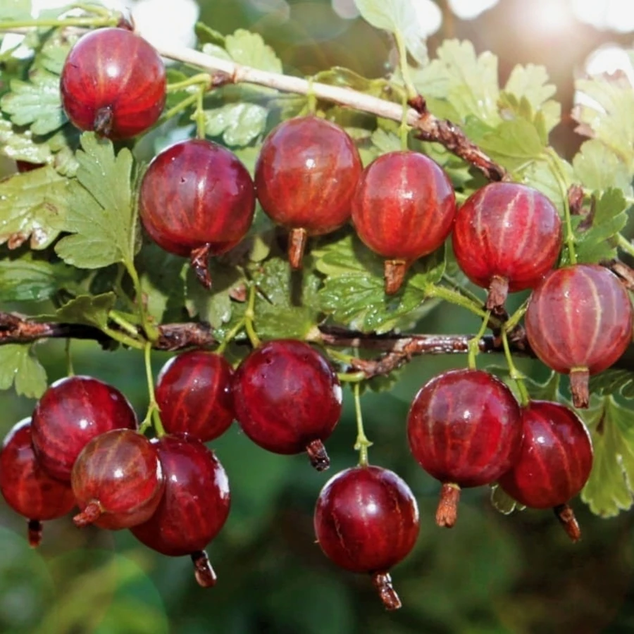 Крыжовник "Колобок" Ribes uva-crispa