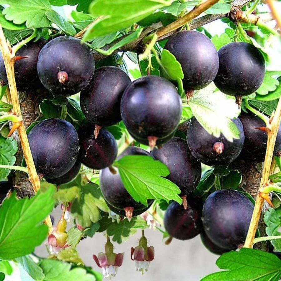 Крыжовник "Командор" Ribes uva-crispa