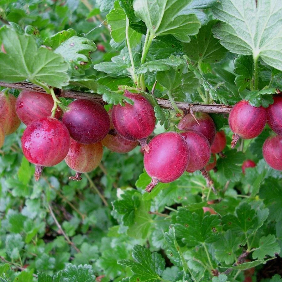 Крыжовник "Краснославянский" Ribes uva-crispa